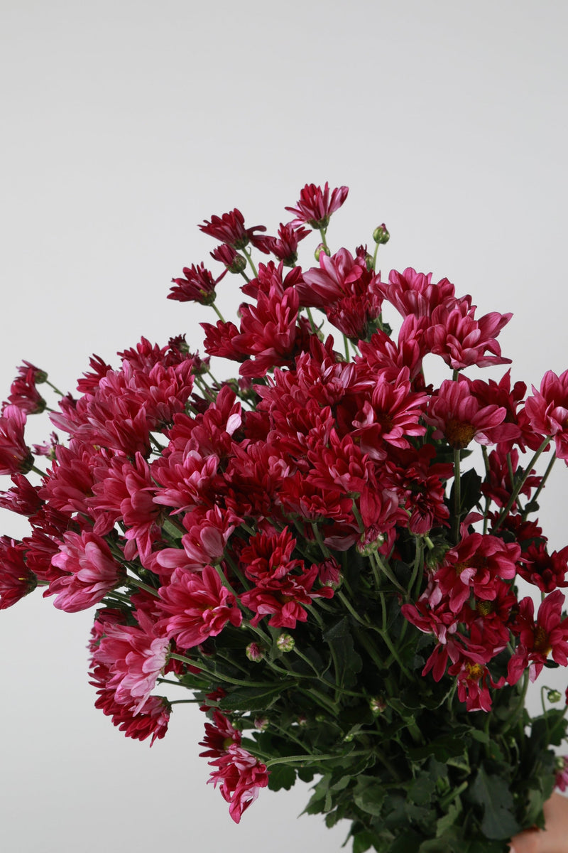 Aster Pink