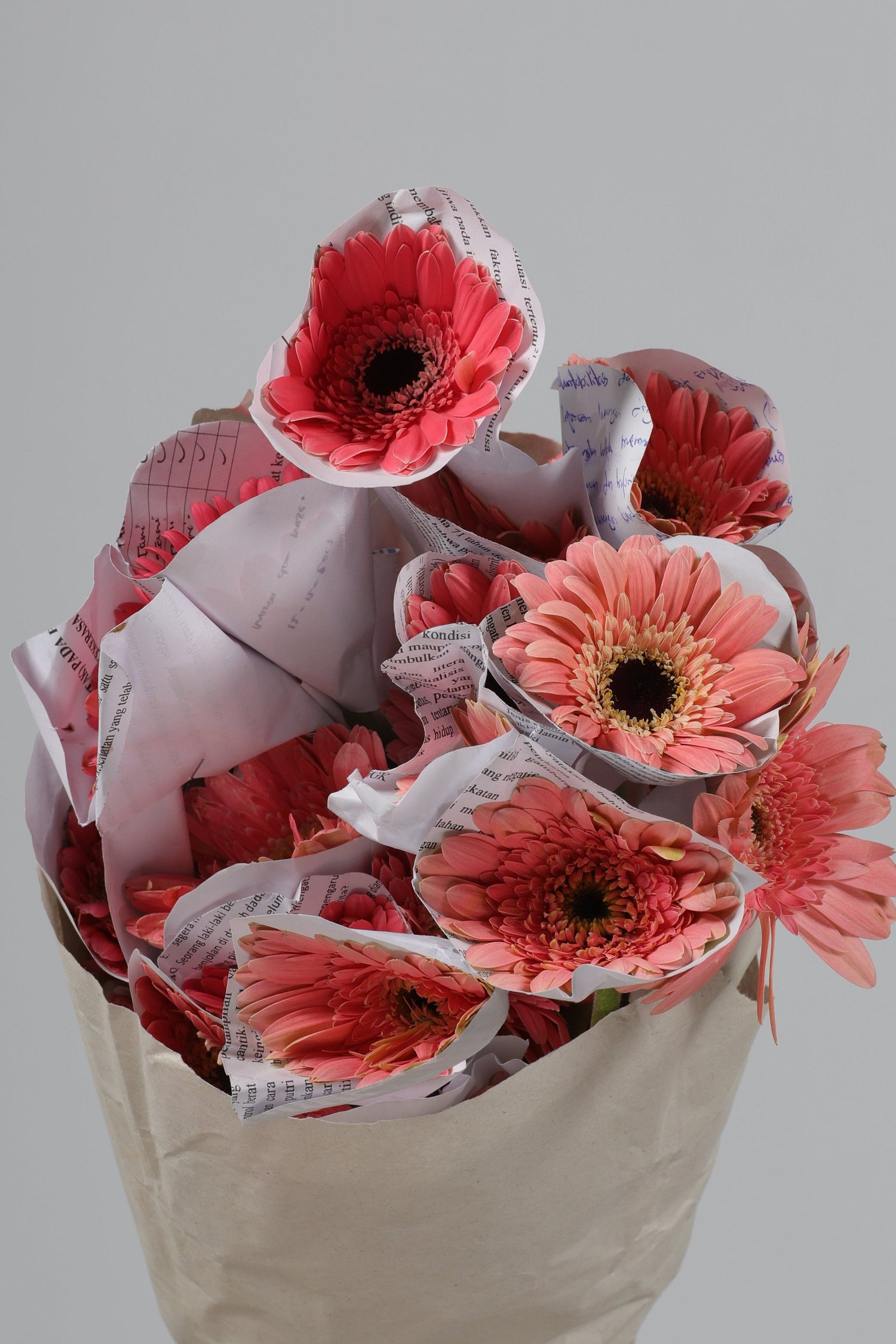 Gerbera Pink